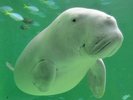【鳥羽水族館】お車で約10分