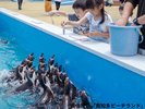 南知多ビーチランド ペンギン
