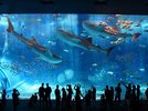 【当館から車で約90分】美ら海水族館と言えば特大水槽のジンベイザメ!!