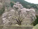 駒つなぎの桜1