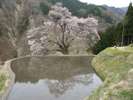 駒つなぎの桜2