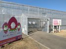 ヘレナストロベリーランド12月〜5月はいちご狩りが楽しめます♪
