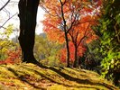 宮崎 秋の名所「青井岳自然公園」