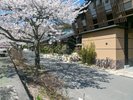 玄竹正門前 桜