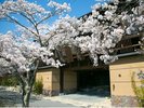 玄竹正門前 桜2