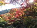 【熱海梅園もみじまつり】熱海の紅葉は「日本で最も遅い紅葉」と言われています。※毎年11月中旬に開催。