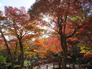 【熱海梅園もみじまつり】熱海の紅葉は「日本で最も遅い紅葉」と言われています。※毎年11月中旬に開催。