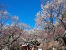 【熱海梅園梅まつり】早咲・中咲・遅咲の梅が楽します!