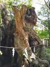 【来宮神社・大楠】樹齢二千年超!1周すると寿命が一年延びると伝えられているいます。