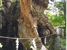 【来宮神社・大楠】樹齢二千年超!1周すると寿命が一年延びると伝えられているいます。