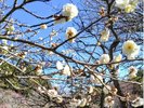 【熱海梅園梅まつり】早咲・中咲・遅咲の梅が楽します!