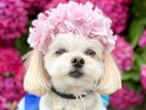�C�����悮�V�������A�����Ƃ������U��B���R�Ɉ͂܂ꂽ�����̂ЂƂƂ������ꏏ�ɁB
