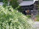 駐車場萩の花