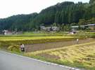 稲刈り