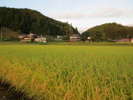 宿から見えるは田園風景