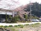 桜