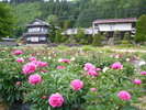 芍薬