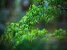 【雨の日の風景】雨に濡れる青紅葉に夏の訪れを感じる
