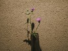 【食事処】庭に咲く花など素朴な草花