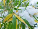 雪化粧した庭の草木を愛でるひとときをお愉しみください