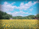 ◆ひまわり畑(山の楽校)