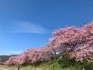 満開の河津桜