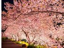河津夜桜