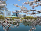 桜とホテルニューオータニ大阪