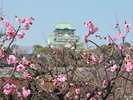 大阪城と梅(イメージ)