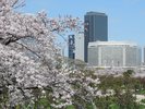 桜とホテル外観