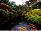 【庭園】大きな錦鯉が優雅に泳ぎ、庭園がなんとも言えぬ落ち着いた雰囲気を演出♪