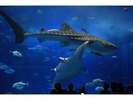 【海洋博公園・沖縄美ら海水族館】