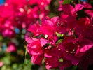 【ブーゲンビリア】とても鮮やかな沖縄のお花です★