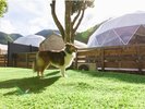 【ドッグラン】地域最大級のドッグランで愛犬と一緒に楽しく過ごせます。