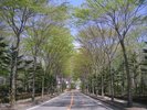 春■フラワーロード◇春の息吹を感じながらケヤキ並木を抜けてホテル入り口へ