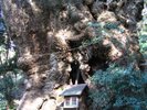 葛見神社の大クスノキはパワースポットとして有名です。