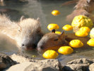 しゃぼてん公園