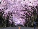 伊豆高原 桜