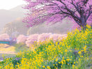 河津町の河津桜