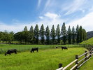 【観光】もーもーらんど油山牧場「写真提供:福岡県観光連盟」