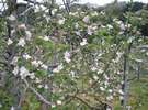 りんごの花 根本りんご園