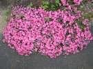 滝美館花壇の芝桜