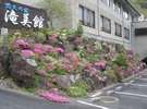滝美館 芝桜