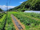 AWA食材:実季楽農園では年間約110種類の野菜たちを育てています。