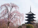 京都イメージ春