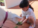 �����M���U���̌�/���킢�����M����ɂ��q�l����l��������Ă�������