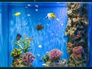 プレミアムルーム プレミアキングアクア 水槽