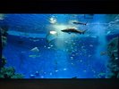 シーワールド_アクアライブ