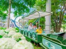 ■【遊園地】カントリートレイン:小さなお子様も楽しめる乗り物もいっぱい!