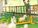 【遊園地】アヒルレース(別料金) レースのトップをあてて景品を手に入れよう!